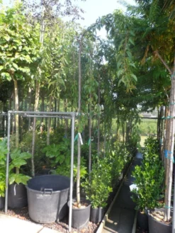 Japanse Treursierkers (Prunus Serrulata 'Kiku-shidare') -Tuinplantenwinkel prunus serrulata kiku shidare zakura 10 12ho cont 2