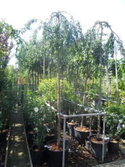 Japanse Treursierkers (Prunus 'Snow Fountain') -Tuinplantenwinkel prunus snow fountains 12 14 ho cont 2