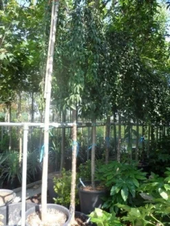 Japanse Treursierkers (Prunus 'Snow Fountain') -Tuinplantenwinkel prunus snow fountains 14 16 18ho cont. 250stam