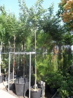 Japanse Sierkers (Prunus Subhirtella 'Autumnalis') -Tuinplantenwinkel prunus subhirtella autumnalis 10 12ho cont 1