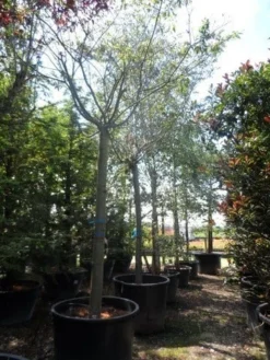 Japanse Sierkers (Prunus Subhirtella 'Autumnalis') -Tuinplantenwinkel prunus subhirtella autumnalis 30 35 40ho c350