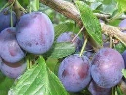 Pruimenboom (Prunus Domestica 'The Czar') 1 Pruimenboom (Prunus Domestica 'The Czar')