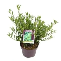 Laurierkers (Prunus Laurocerasus 'Sofia') -Tuinplantenwinkel prunuslsofia03