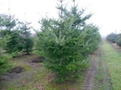 Douglasspar (Pseudotsuga Menziessii) -Tuinplantenwinkel pseudotsuga menziesii 300 400 200 300 002
