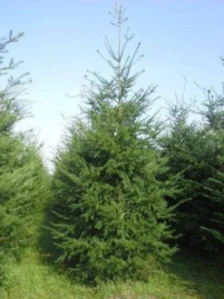 Douglasspar (Pseudotsuga Menziessii) -Tuinplantenwinkel pseudotsuga menziesii 400 450 4