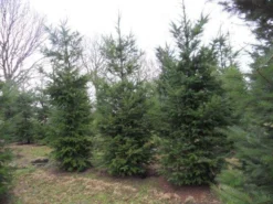 Douglasspar (Pseudotsuga Menziessii) -Tuinplantenwinkel pseudotsuga menziesii 500