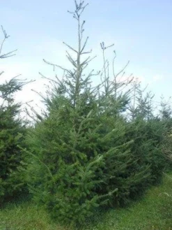 Douglasspar (Pseudotsuga Menziessii) -Tuinplantenwinkel pseudotsuga menzisii 400 450