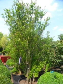 Granaatappel Als Struik (Punica Granatum) -Tuinplantenwinkel punica granatum 250 300 c285 meerstammig