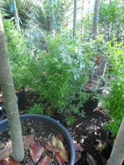 Granaatappel Als Struik (Punica Granatum) -Tuinplantenwinkel punica granatum c10