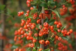 Vuurdoorn (Pyracantha 'Orange Glow') -Tuinplantenwinkel pyracantha orange glow 11 3
