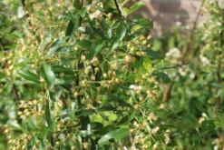 Vuurdoorn (Pyracantha 'Orange Glow') -Tuinplantenwinkel pyracantha orange glow 1 3