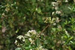 Vuurdoorn (Pyracantha 'Orange Glow') -Tuinplantenwinkel pyracantha orange glow 2
