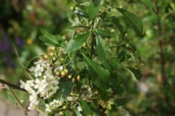 Vuurdoorn (Pyracantha 'Orange Glow') -Tuinplantenwinkel pyracantha orange glow 3 1