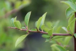 Vuurdoorn (Pyracantha 'Orange Glow') -Tuinplantenwinkel pyracantha orange glow 4 1