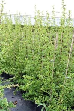 Vuurdoorn (Pyracantha 'Orange Glow') -Tuinplantenwinkel pyracantha orange glow 6 2