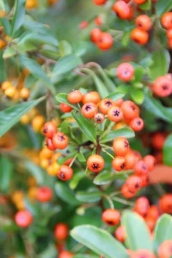 Vuurdoorn (Pyracantha 'Orange Glow') -Tuinplantenwinkel pyracantha orange glow 7 1