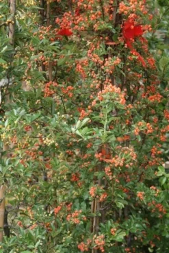 Vuurdoorn (Pyracantha 'Orange Glow') -Tuinplantenwinkel pyracantha orange glow 9