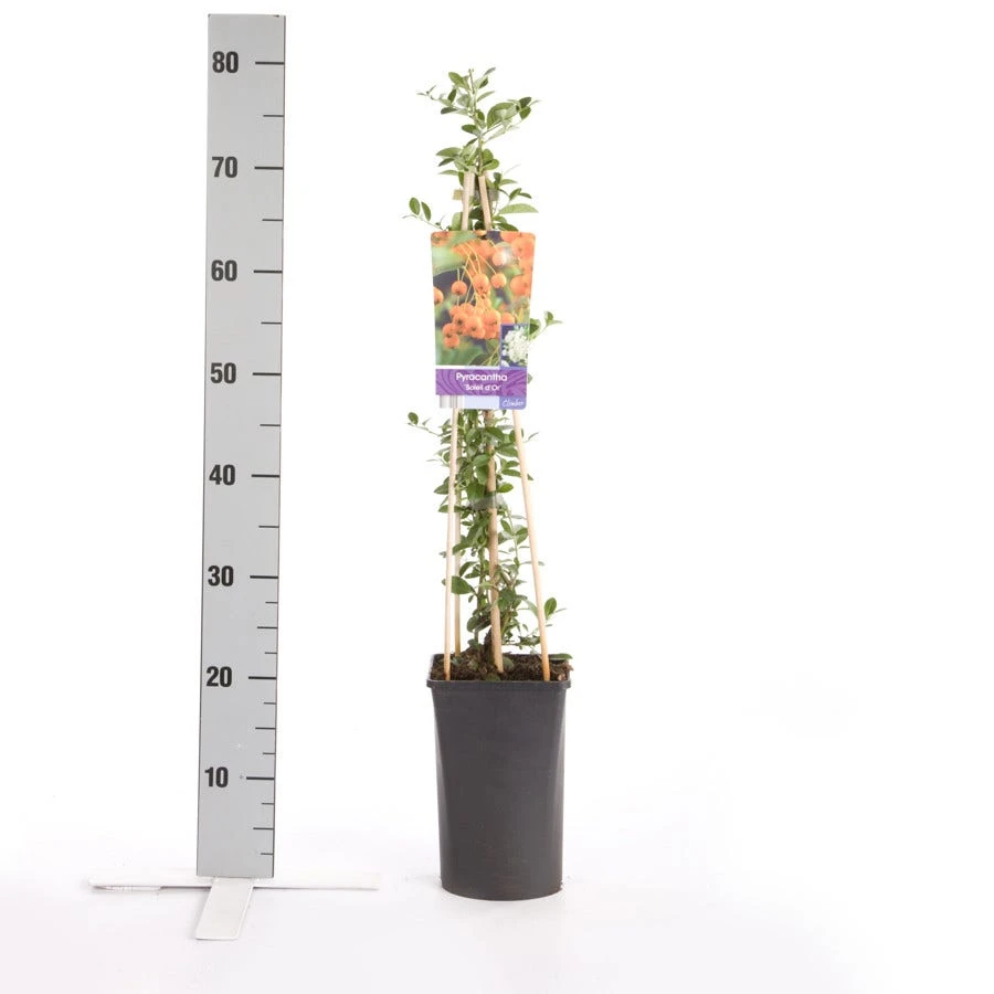 Vuurdoorn (Pyracantha 'Soleil D'Or') 2 Vuurdoorn (Pyracantha 'Soleil D'Or') - Afbeelding 2