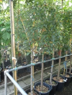 Lei-peer (Pyrus Communis 'Conference') -Tuinplantenwinkel pyrus communis eetpeer halfstam leivorm 1