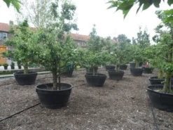 Wilde Perenboom (Pyrus Communis) 27 Wilde Perenboom (Pyrus Communis) -Tuinplantenwinkel pyrus communis eetpeer in soorten oude vormboom c500