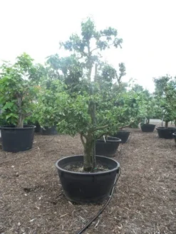 Wilde Perenboom (Pyrus Communis) -Tuinplantenwinkel pyrus communis eetpeer in soorten oude vormboom c500 2 2