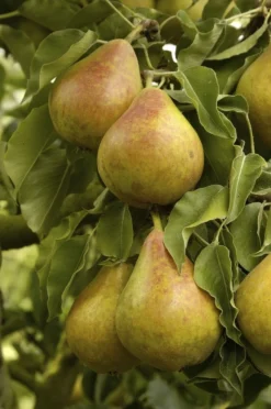 Perenboom (Pyrus Communis 'Gieser Wildeman')