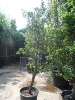 Perenboom (Pyrus Communis 'Gieser Wildeman') -Tuinplantenwinkel pyrus communis gieser wildeman 250 300 c150