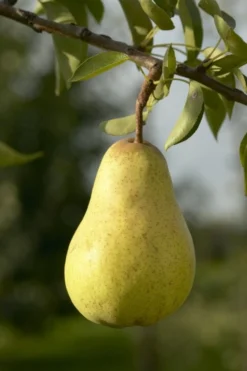 Lei-Peer (Pyrus Communis 'Williams')