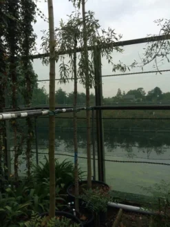 Treursierpeer (Pyrus Salicifolia 'Pendula') -Tuinplantenwinkel pyrus sal pendula 1 1