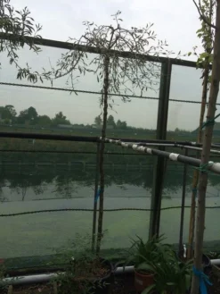 Treursierpeer (Pyrus Salicifolia 'Pendula') -Tuinplantenwinkel pyrus sal pendula 2