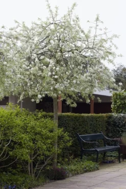 Treursierpeer (Pyrus Salicifolia 'Pendula') -Tuinplantenwinkel pyrus salicifolia pendula