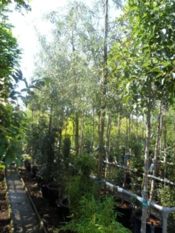 Treursierpeer (Pyrus Salicifolia 'Pendula') -Tuinplantenwinkel pyrus salicifolia pendula 12 14 16ho doorgaande kop 1