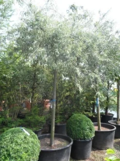 Treursierpeer (Pyrus Salicifolia 'Pendula') -Tuinplantenwinkel pyrus salicifolia pendula 20 25ho c200