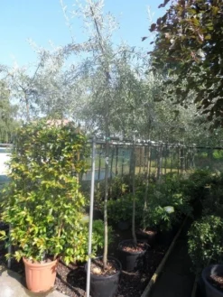 Treursierpeer (Pyrus Salicifolia 'Pendula') -Tuinplantenwinkel pyrus salicifolia pendula 8 10ho c25 1