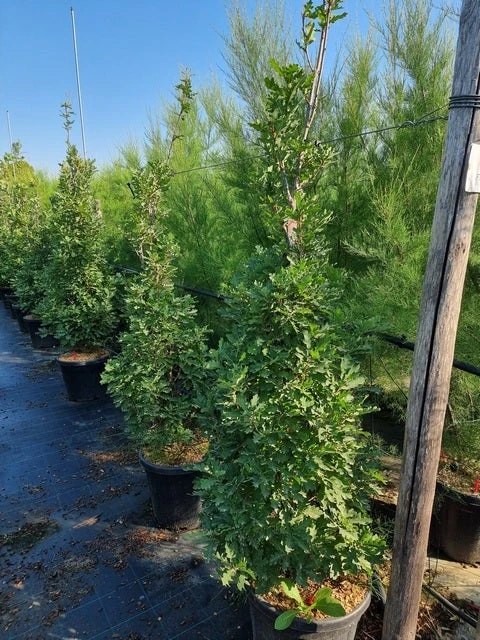 Zuileik (Quercus X Bimundorum 'Crimson Spire') 3 Zuileik (Quercus X Bimundorum 'Crimson Spire') - Afbeelding 3