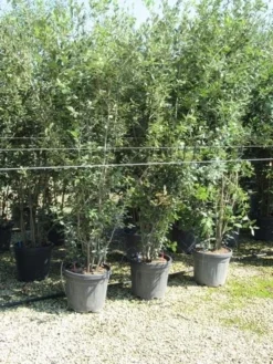 Steeneik Meerstammig (Quercus Ilex) -Tuinplantenwinkel quercus ilex 200 250 meerstammig