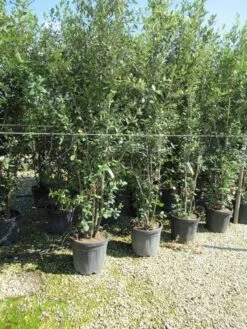 Steeneik Meerstammig (Quercus Ilex) -Tuinplantenwinkel quercus ilex 200 250meerstammig 1