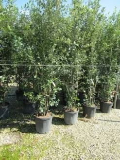 Steeneik Meerstammig (Quercus Ilex) -Tuinplantenwinkel quercus ilex 200 250meerstammig