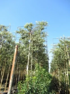 Steeneik Als Leiboom (Quercus Ilex) -Tuinplantenwinkel quercus ilex 8 10 leivorm 1