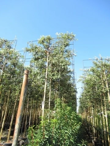Steeneik Als Leiboom (Quercus Ilex) 7 Steeneik Als Leiboom (Quercus Ilex) - Afbeelding 7