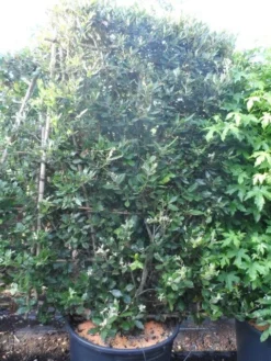 Steeneik Als Leivorm (Quercus Ilex) -Tuinplantenwinkel quercus ilex leivorm 200x120