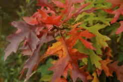Moeraseik Als Dakboom (Quercus Palustris) -Tuinplantenwinkel quercus palustris 2