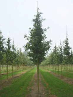 Grote Zomereik (Quercus Robur) -Tuinplantenwinkel quercus robur s 20 25