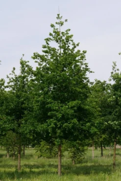 Grote Zomereik (Quercus Robur) -Tuinplantenwinkel quercus robur s 30 35