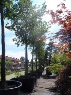 Zomereik (Quercus Robur) -Tuinplantenwinkel quercus robur 35 40ho c750 1