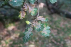 Zomereik (Quercus Robur) -Tuinplantenwinkel quercus robur eikenboom 2