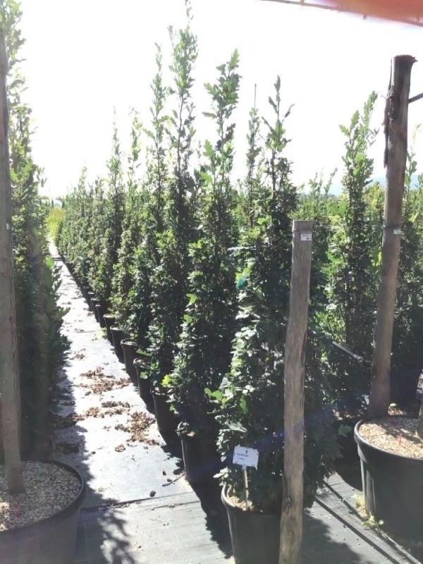 Zomereik Als Zuilboom (Quercus Robur 'Fastigiata') 7 Zomereik Als Zuilboom (Quercus Robur 'Fastigiata') - Afbeelding 7