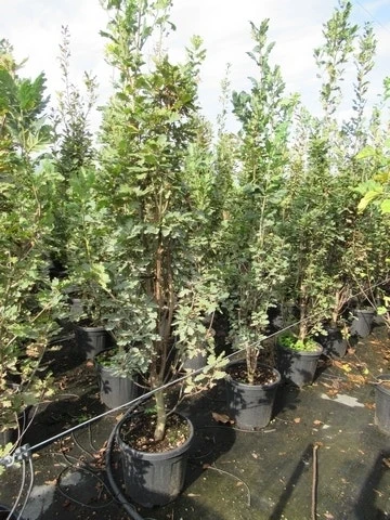 Zomereik Als Zuilboom (Quercus Robur 'Fastigiata') 6 Zomereik Als Zuilboom (Quercus Robur 'Fastigiata') - Afbeelding 6