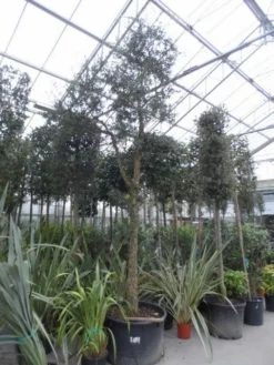 Kurkeik (Quercus Suber) -Tuinplantenwinkel quercus suber 2