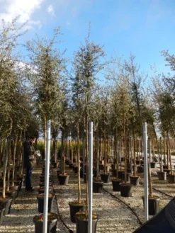 Kurkeik (Quercus Suber) -Tuinplantenwinkel quercus suber 10 12 4 1